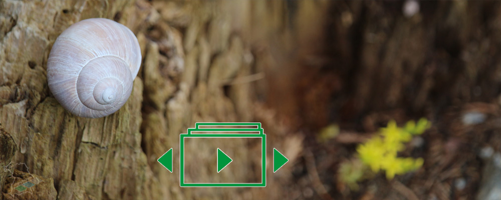 das slideshow-Fenster für 'flowerpower.bayern' anzeigen ...
Impressionen aus der Werkstatt für Blumenkunst mit Bildern von Anita Namer