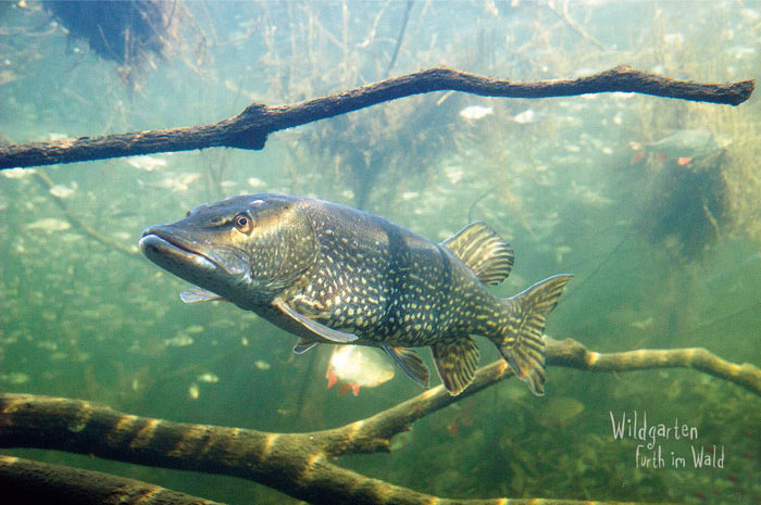 Wildgarten Furth im Wald
Unterwasser Beobachtungs-Station | © wildgarten-furth.de