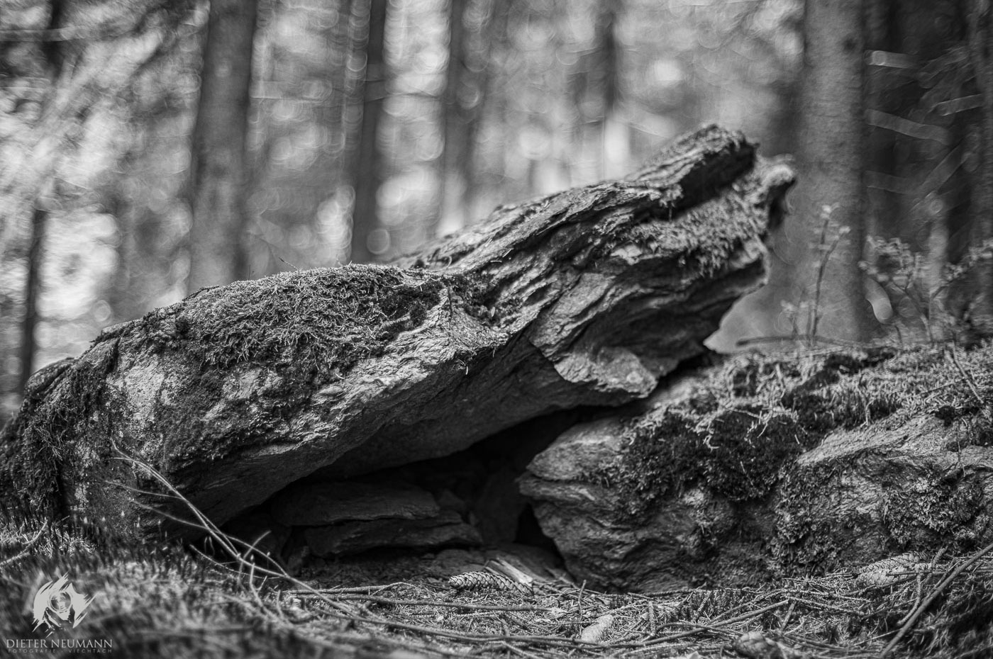Manuelle Lichtmalerei in der Natur ... bei Blende 1.4 in schwarz-weiß. - Nikon Z7 - Zeiss Planar 50mm f1.4 | © dieter-neumann-fotografie.de