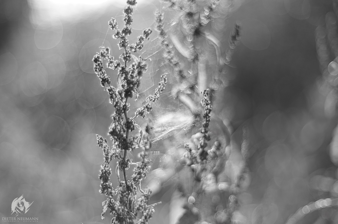 Manuelle Lichtmalerei in der Natur ... bei Blende 1.4 in schwarz-weiß. - Nikon Z7 - Zeiss Planar 50mm f1.4 | © dieter-neumann-fotografie.de